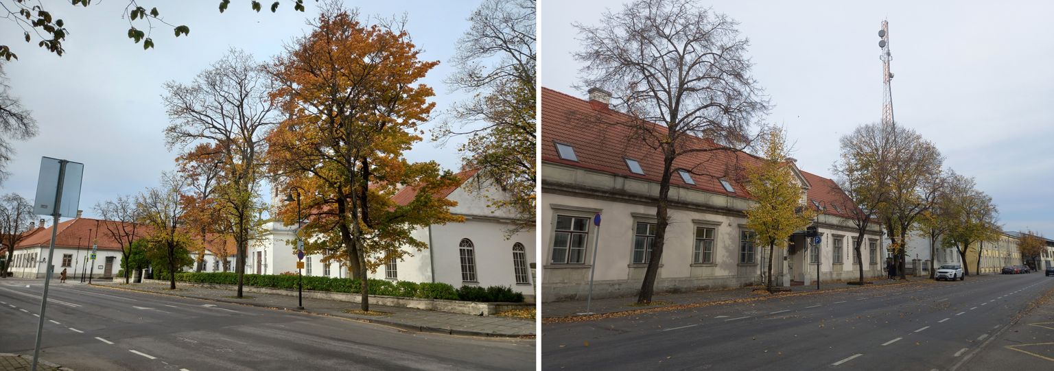 Kuressaare Tallinna tänava puud.