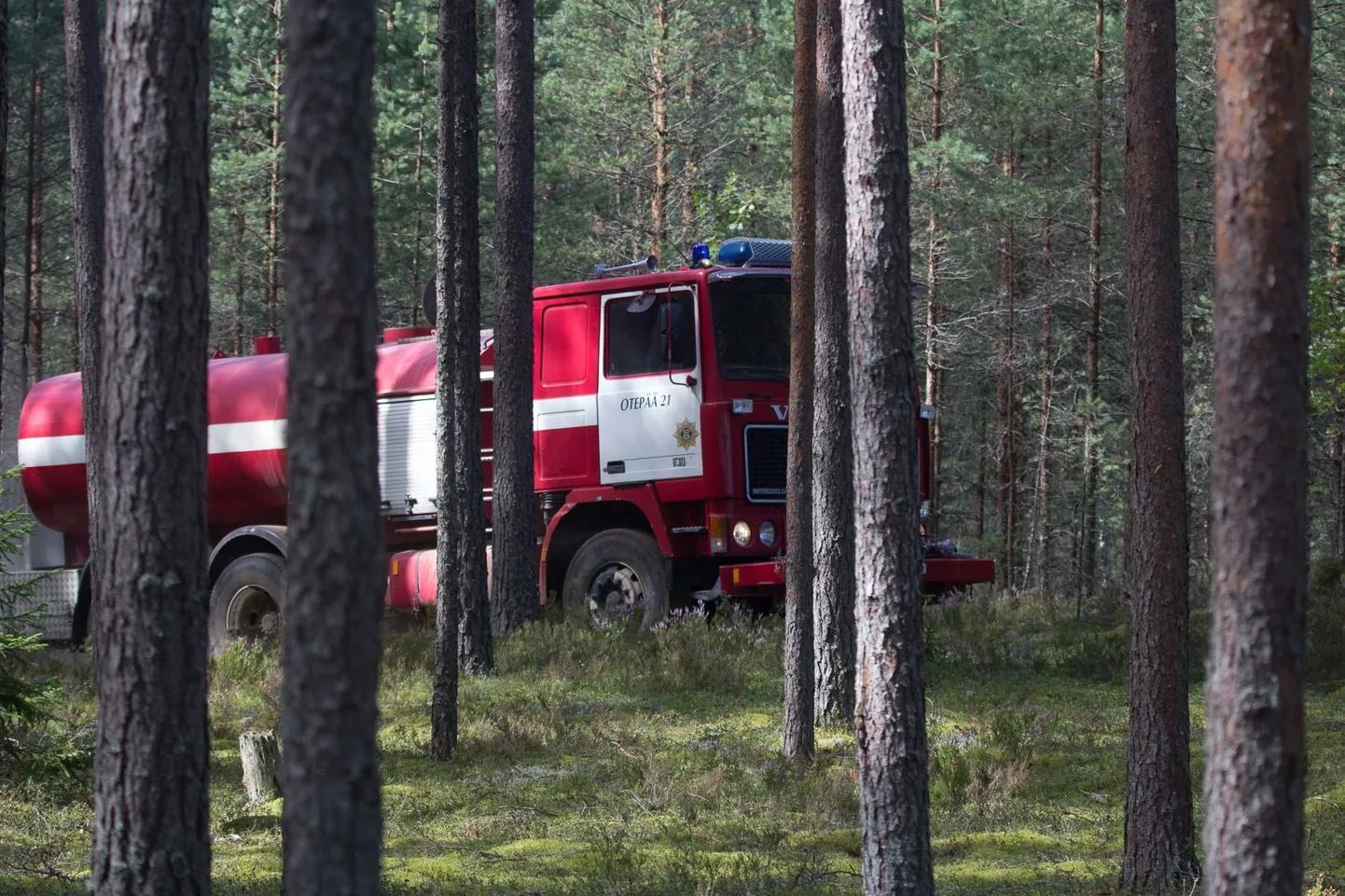 Metsapõleng