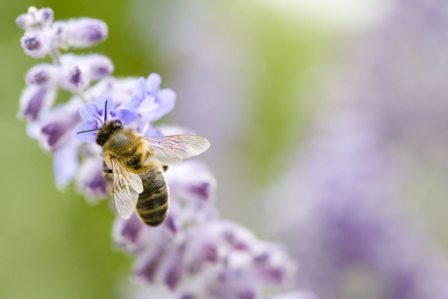 Mesilase torge võib nende putukate vastu allergilise inimese jaoks saada saatuslikuks.