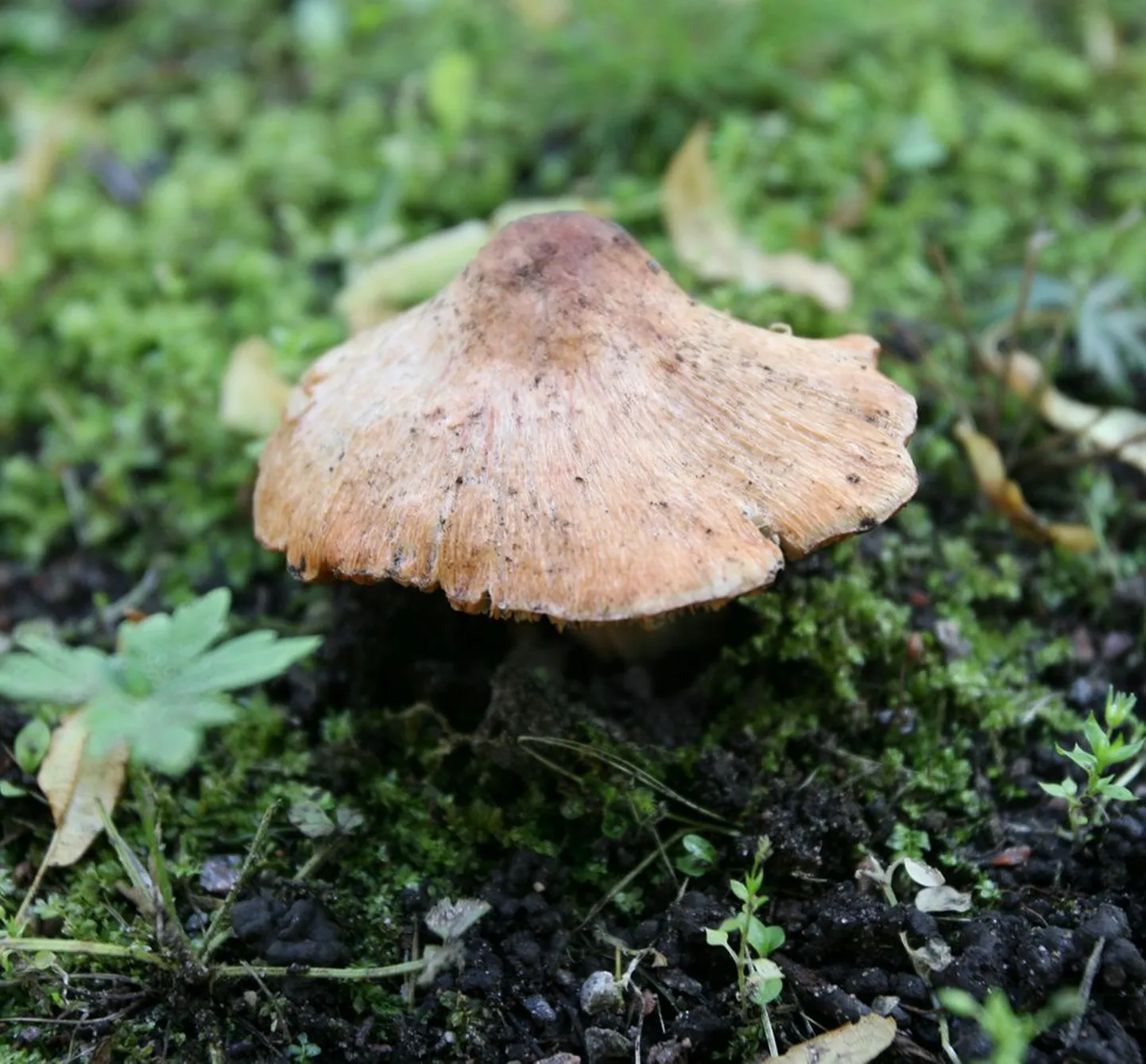 Punakas narmasnutt - mürgine.