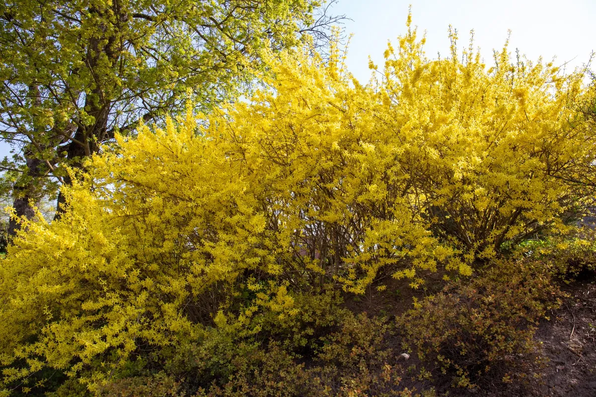 Eesti loodus on varasuvel silmatorkavalt roheline, värdforsüütia suisa erkroheline.