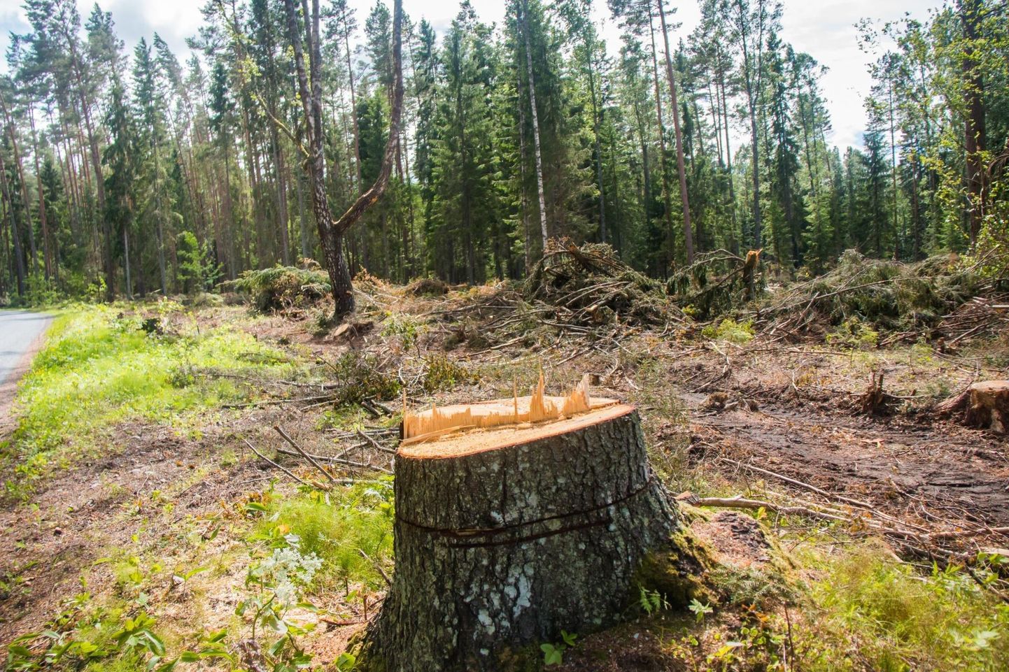 Enamik metsanduse arengukava uue juhtkogu liikmetest on oma sõnavõttudes rõhutanud puidutööstuse olulisust.
