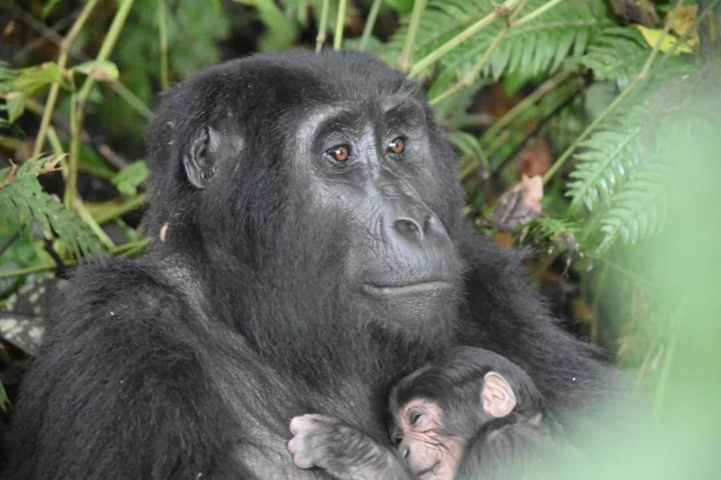 Rushegura gorillade perekonda kuuluv gorilla nimega Ruterana jäi koos oma vastsündinud järeltulijaga Uganda edelaosas asuva Bwindi rahvuspargi töötajatele silma septembri alguses.