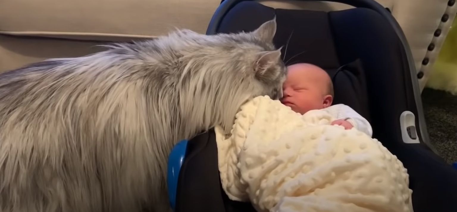 Kass Milo tutvub beebiga.