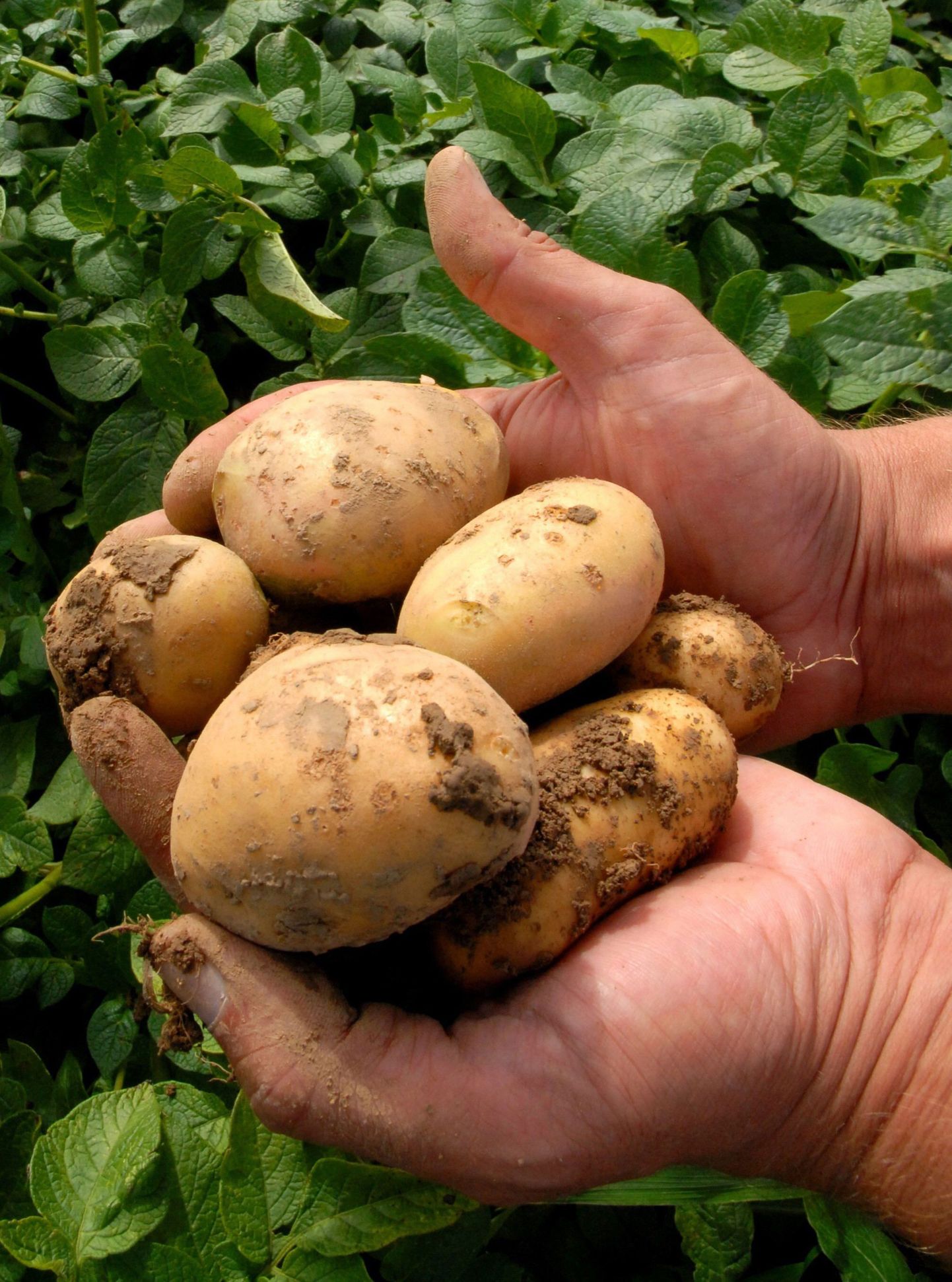 Geneetiliselt muundatud kartul.