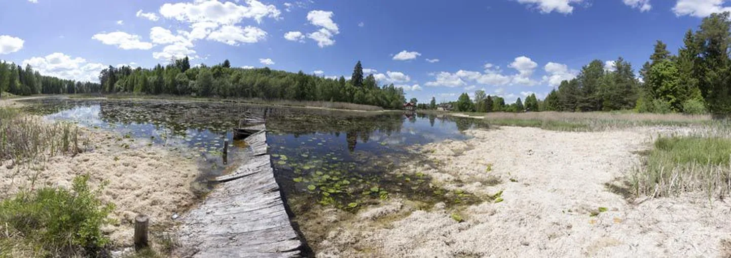 Järvepinna äkilise langetamise pärast jäid pesapaigata luigepaar ja teised linnud. Kuivavate vetikate roiskumine levitas tugevat haisu.