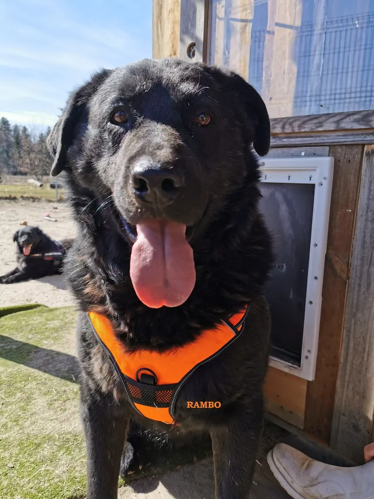 Rambo.