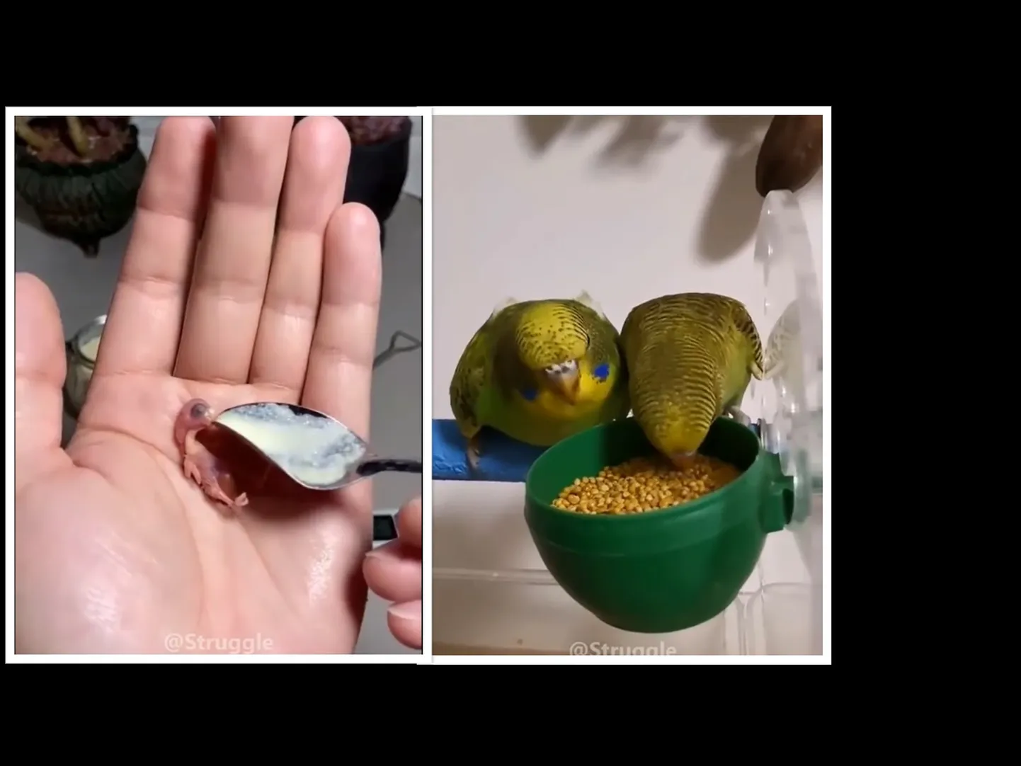 Kasvavad papagoid