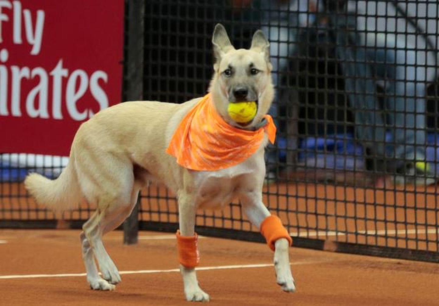 Собаки "работают" на теннисном турнире.