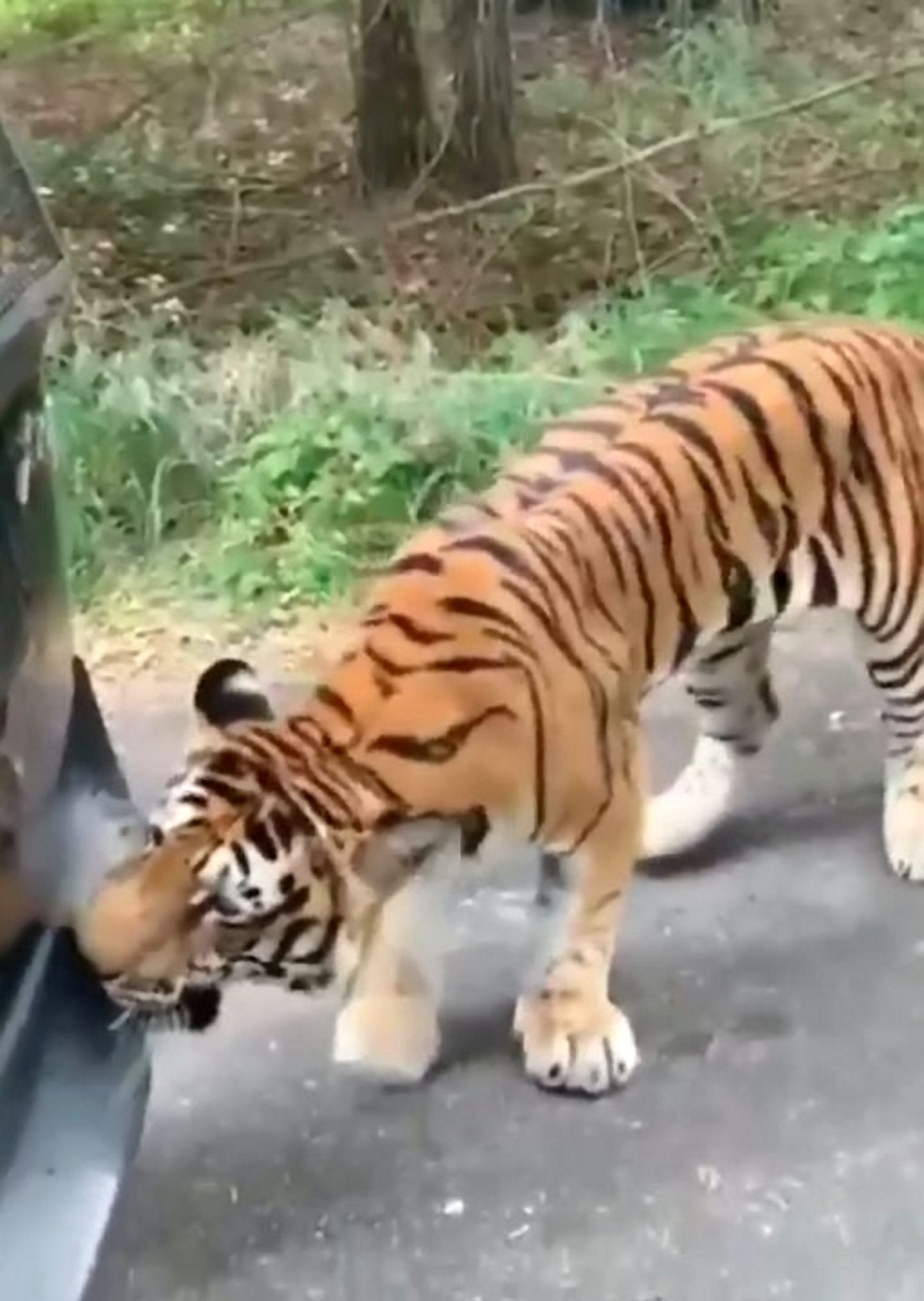 Indias sikutas Bengali tiiger safaripargis sõitnud maastikuautot.
