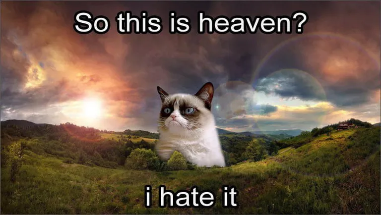 Grumpy Cat hüvastijätu meme