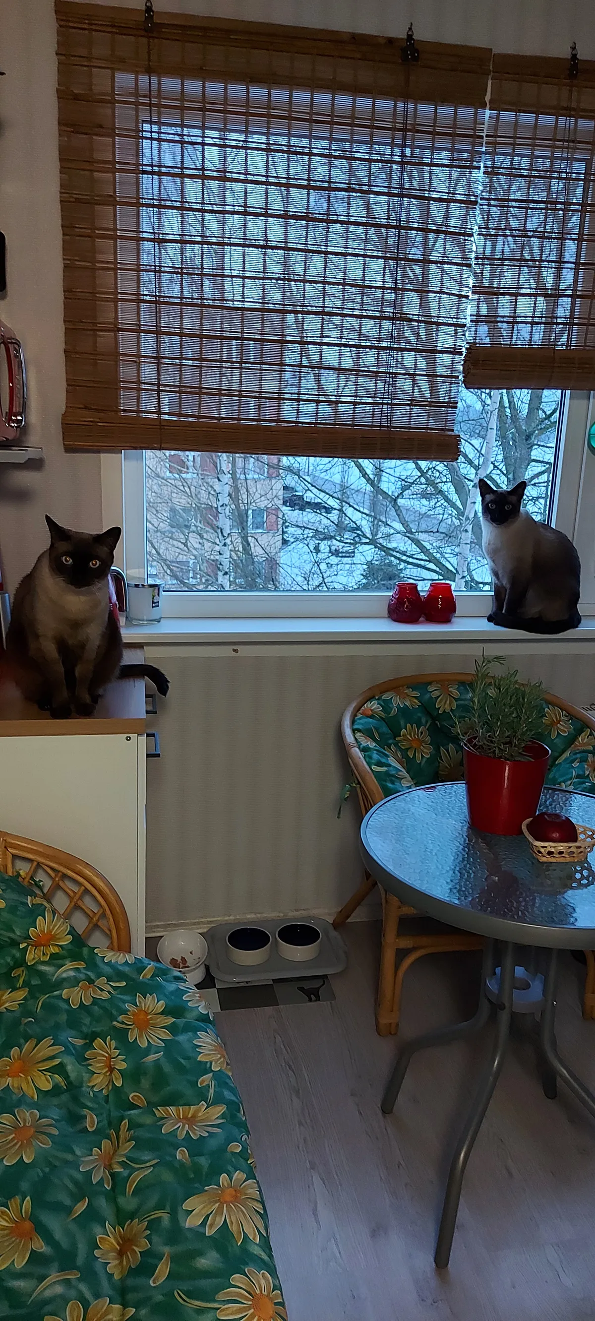 Kribu ja Suslik passivad päkapikke.