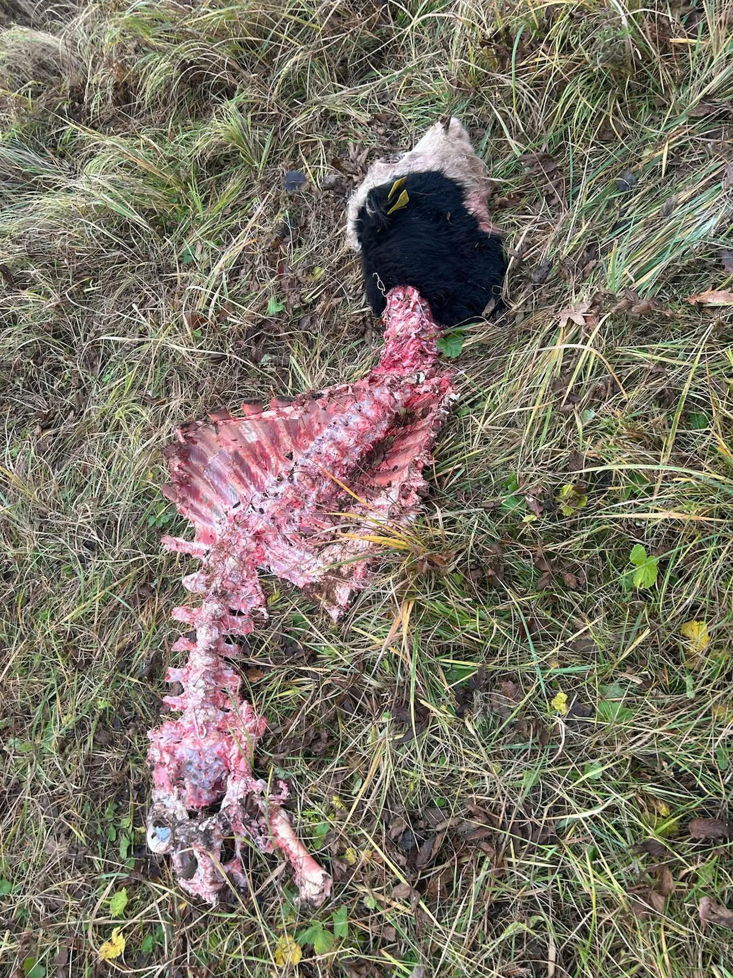Soomaal peetavast karjast on hundid lihaveiseid murdnud korduvalt, see pilt on tehtud kolmapäeval.