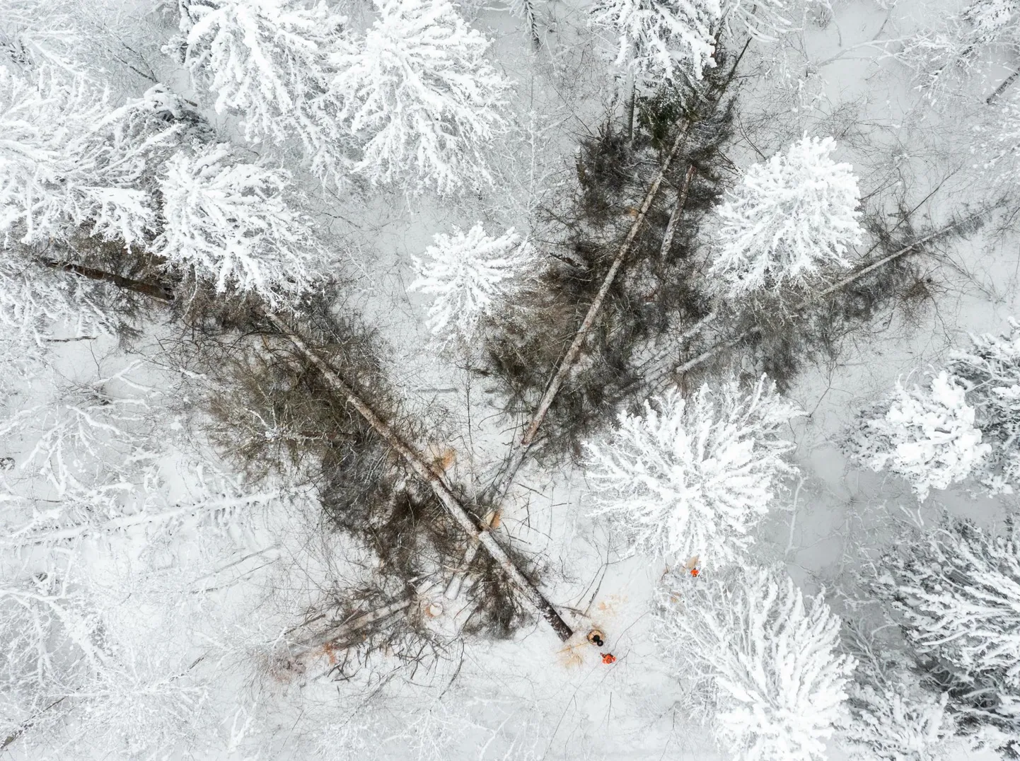 Suurel Munamäel Haanjas langetati tänavu inimesi ohustavad üraskikahjustustega kuused.