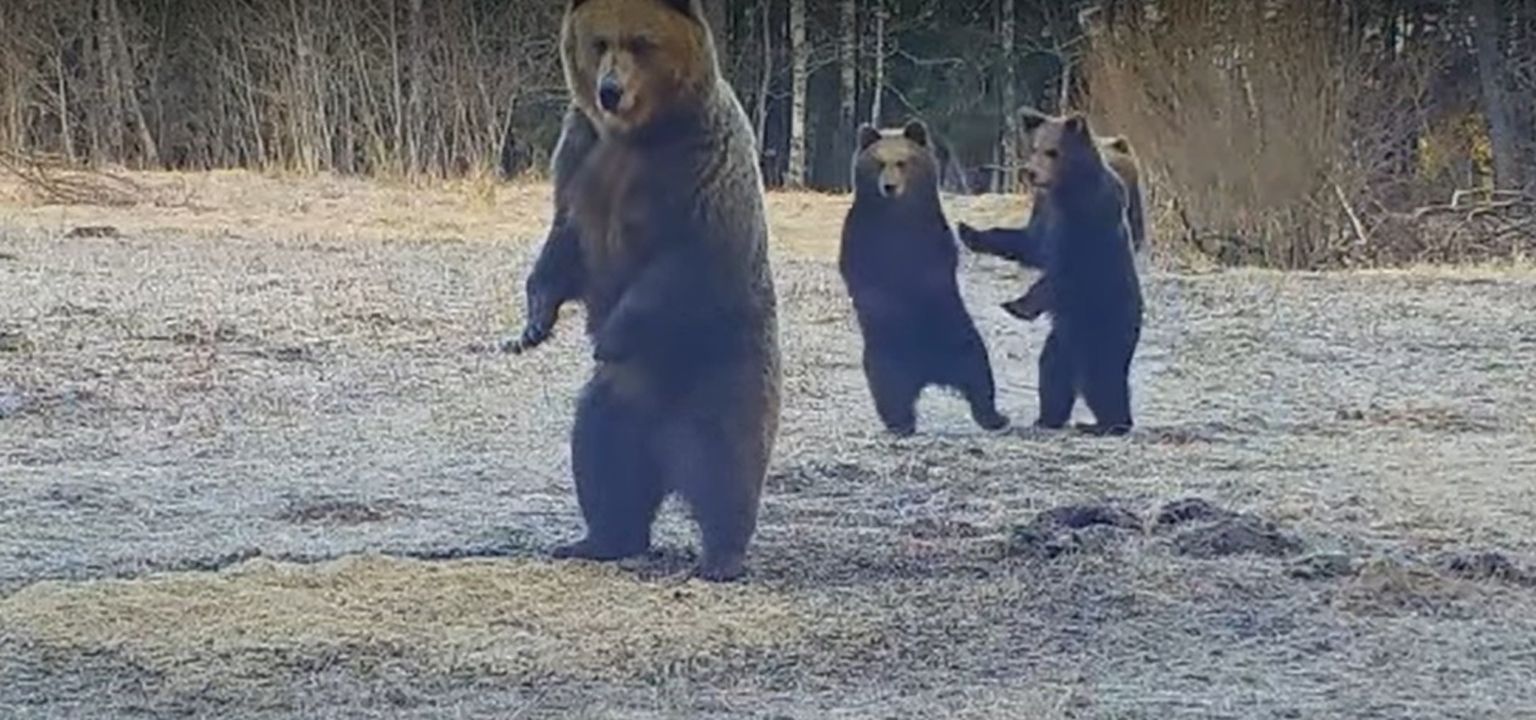 Kuvatõmmis videost