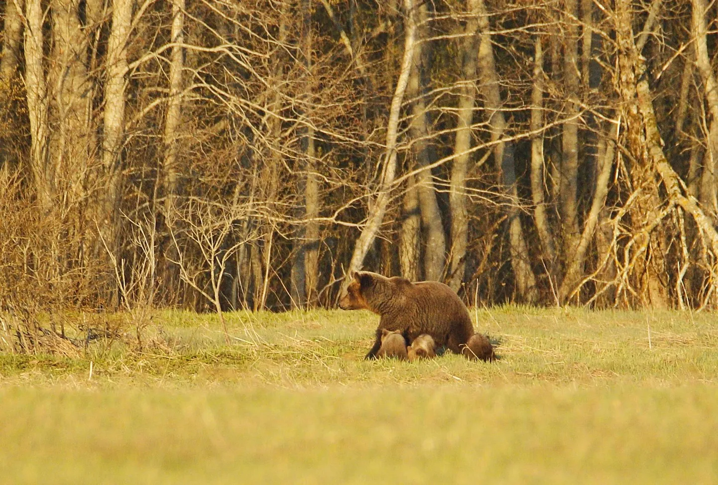 Karupere nautis Haljala vallas hommikust päikesevanni.