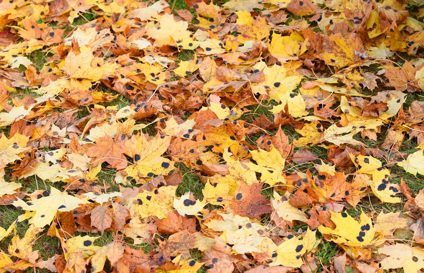 Kļavu lapas rudenī.