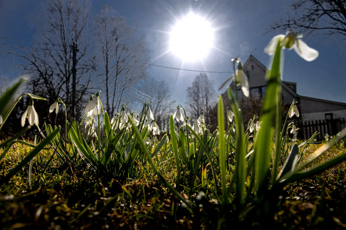 Pärnu linn 19MAR2020  Kevad, lilled. Talve viimane päev.Fotod Urmas Luik