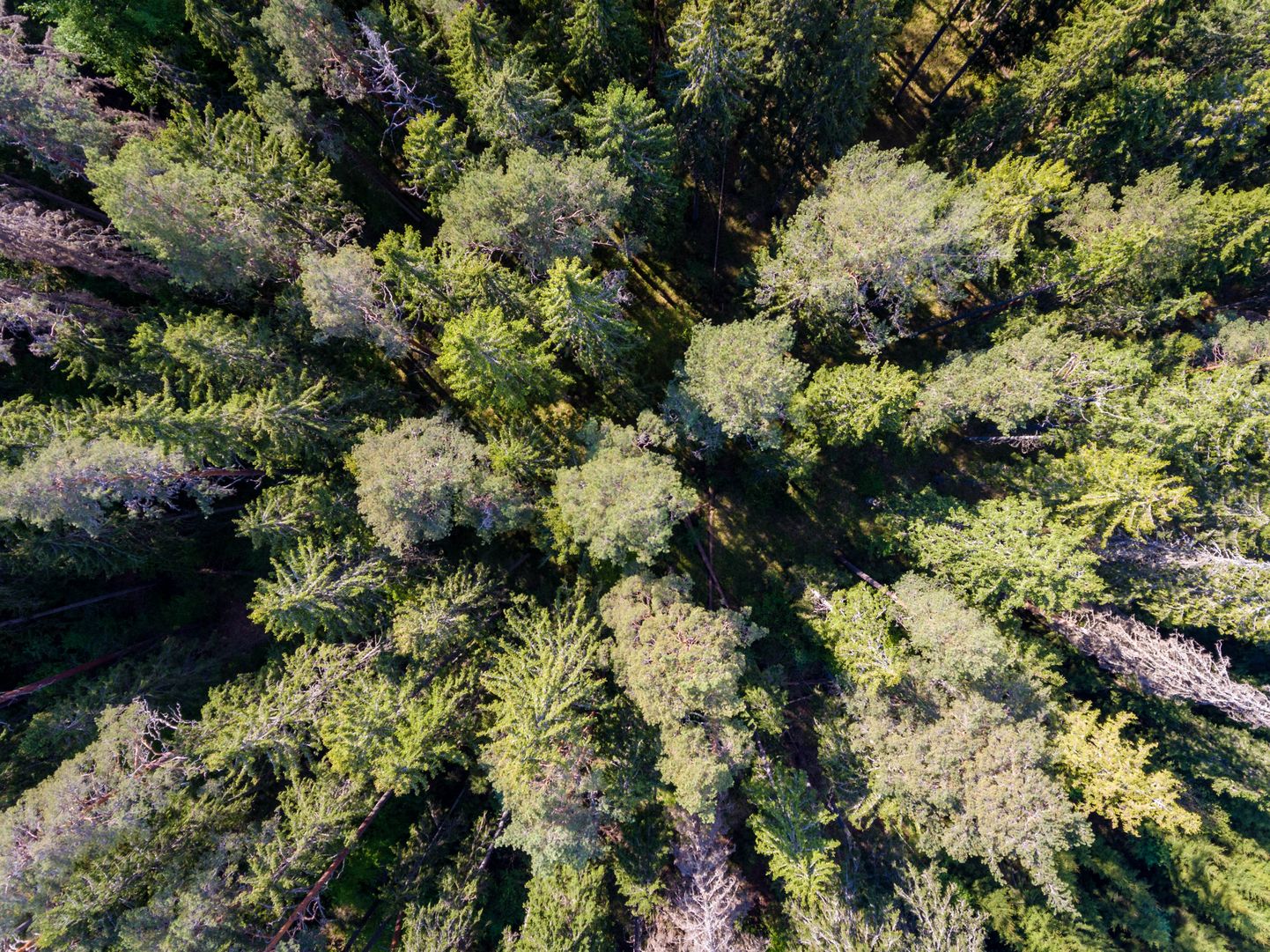 Põlvamaa, Ootsipalu mets 15. mail 2018. Siin, pealtnäha tavalises metsas kasvab enam kui 200 aasta vanuseid puid.