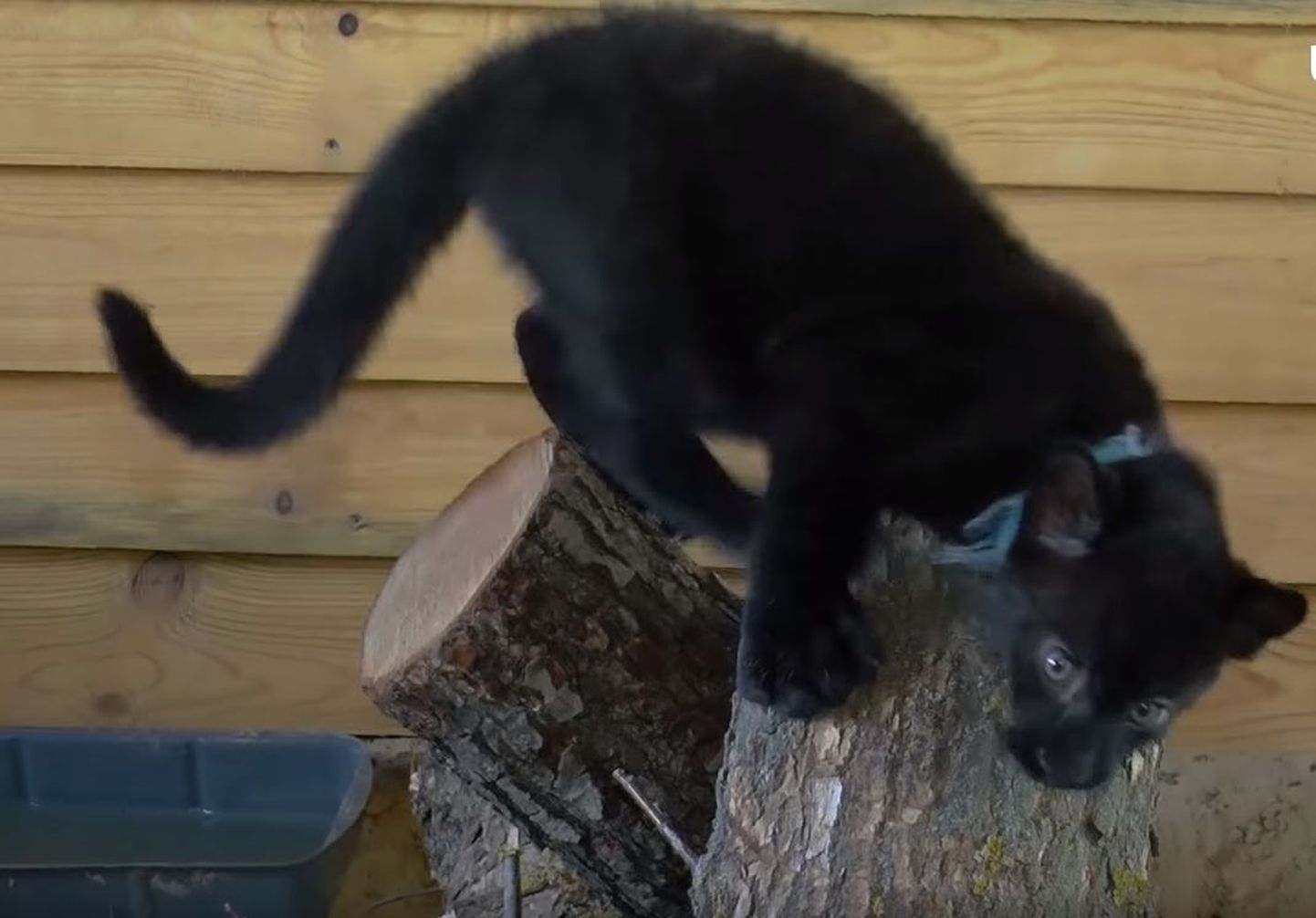 В Полтавской области домашняя кошка выкормила детеныша пантеры