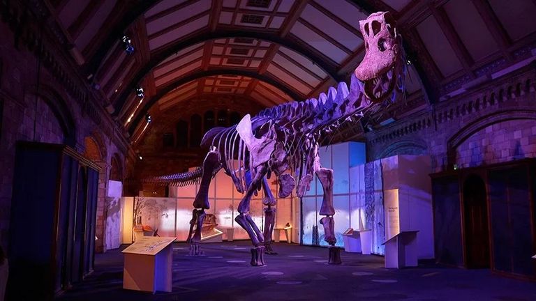 Самые большие из сухопутных существ на Земле, некоторые виды динозавров, весили, вероятно, до 100 тонн