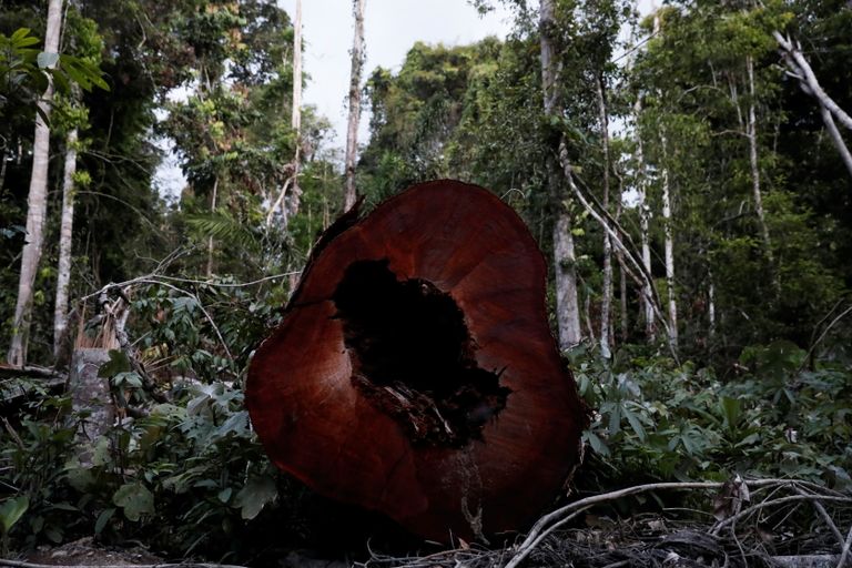 Ebaseaduslikult langetatud puu Amezonase vihmametsas Altamira lähistel tänavu augustis.
