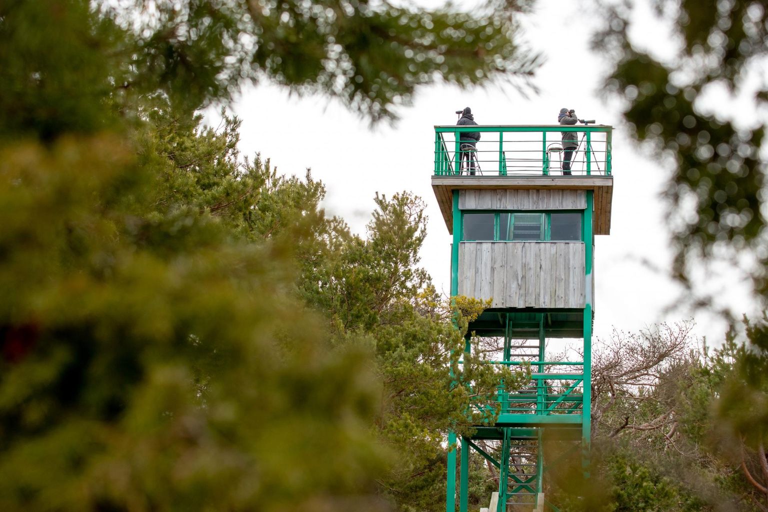 Varastest hommikutundidest seisab Kablis ühe torni tipus iga päev paar meest, kes jälgivad linde.