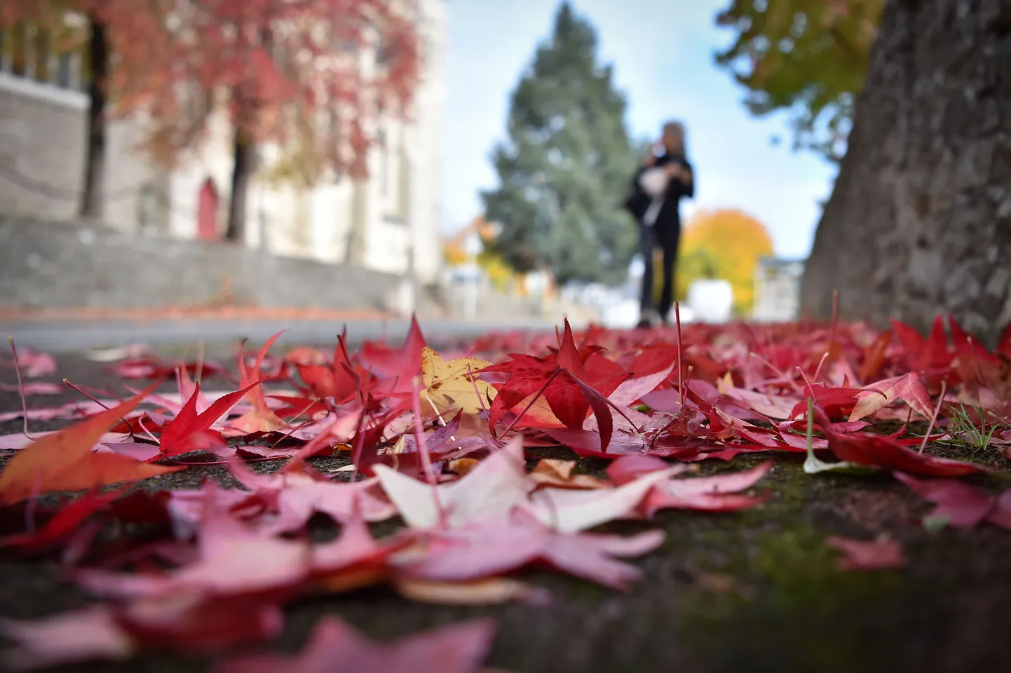 A picture taken on October 18, 2018 shows autumn dead leaves falling on the ground in front of the Sainte-Bernadette church in Orvault, western France. (Photo by LOIC VENANCE / AFP)