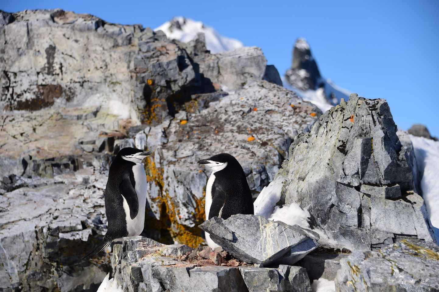 Valjaspingviinid Antarktikas.