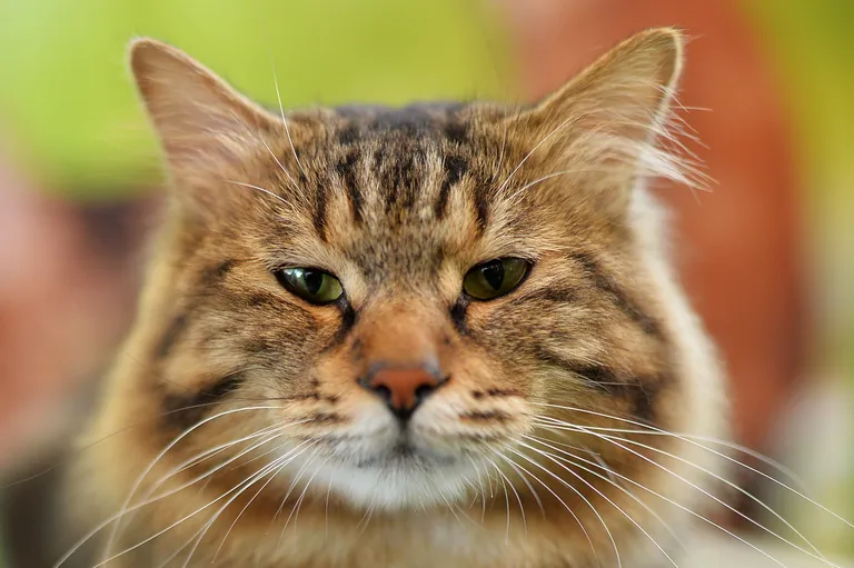 Kuriili bobtail.