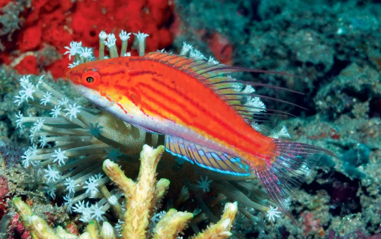 Paracheilinus paineorum