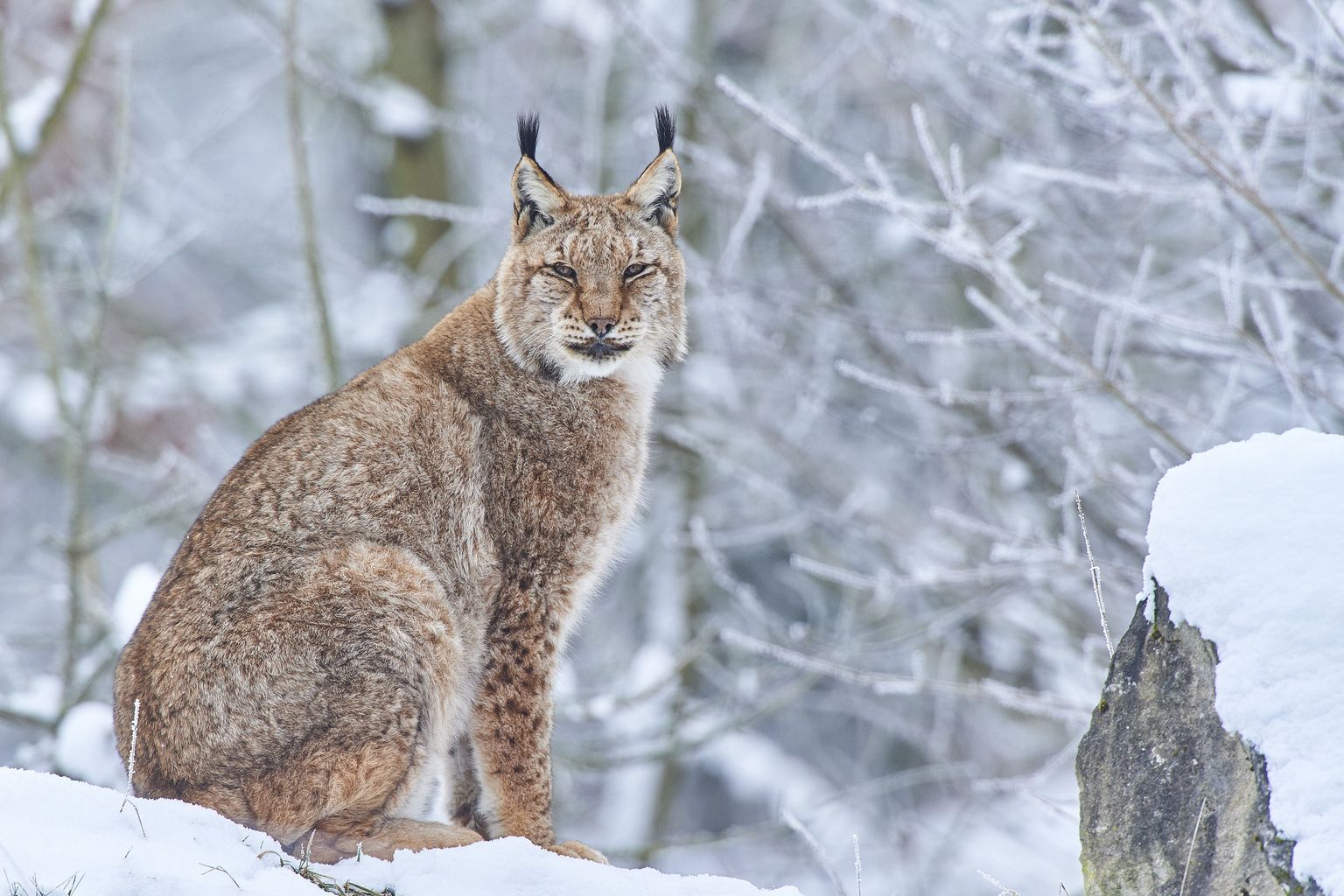 Ilves