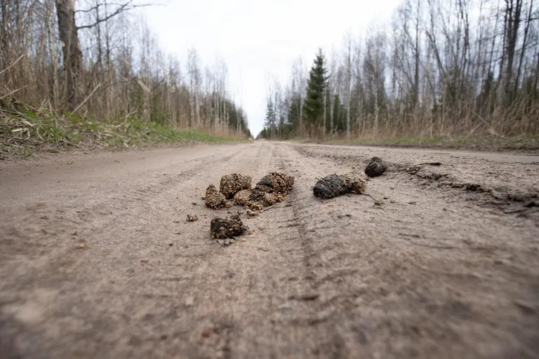 Ain Liiva "karujaht" algas just sellest hunnikust – fotograafile ei andnud nähtu rahu ja ta läks samasse kanti karu ennast otsima.