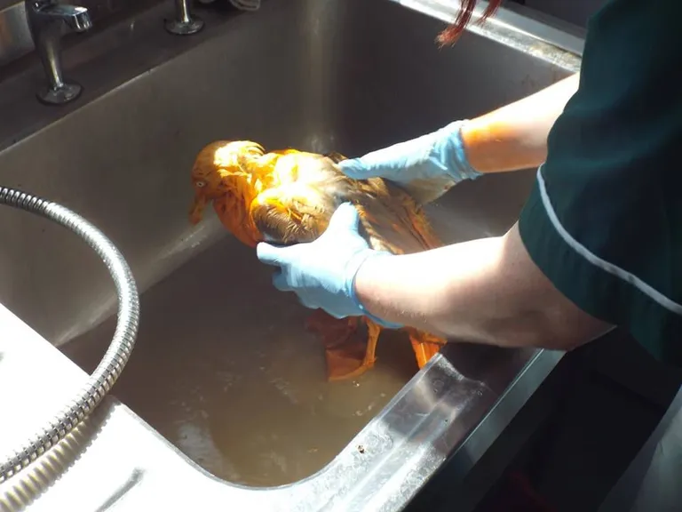 Kana tikka masala sisse kukkunud lind pesti puhtaks. Olgugi et värv kadus sulgedest kiiresti, jäi indiapärase roa lõhn veel kauaks alles. Foto: