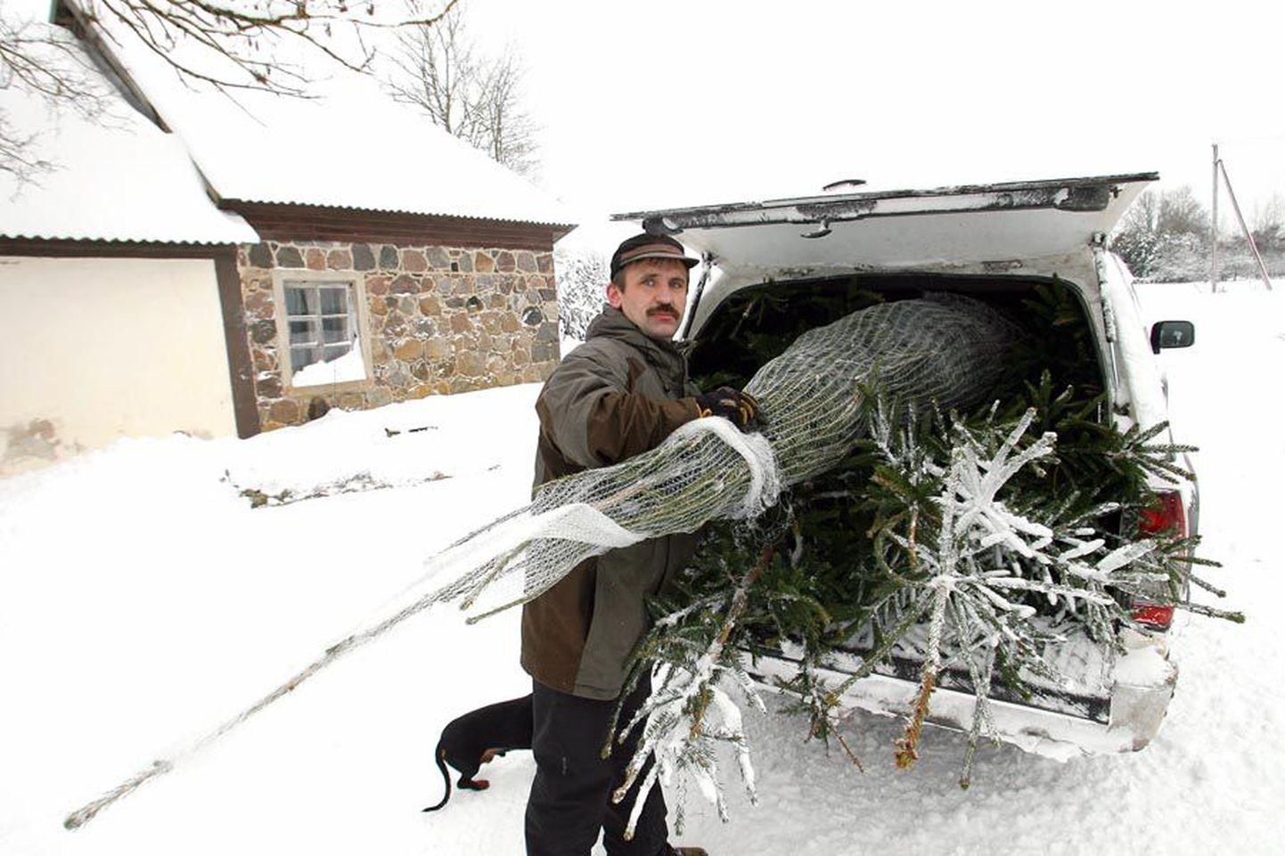 Aimla metsandiku metsnik Urmas Murumägi mahutas esimese korraga autosse kolm kuuske, nii et tal tuli jõulupuude laialivedamiseks teha kaks tiiru.