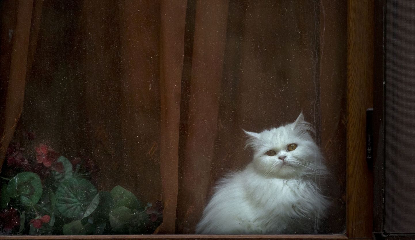 Teadlaste arvates üksi koju jäetud kass ei tunne igatsust oma omaniku järele.