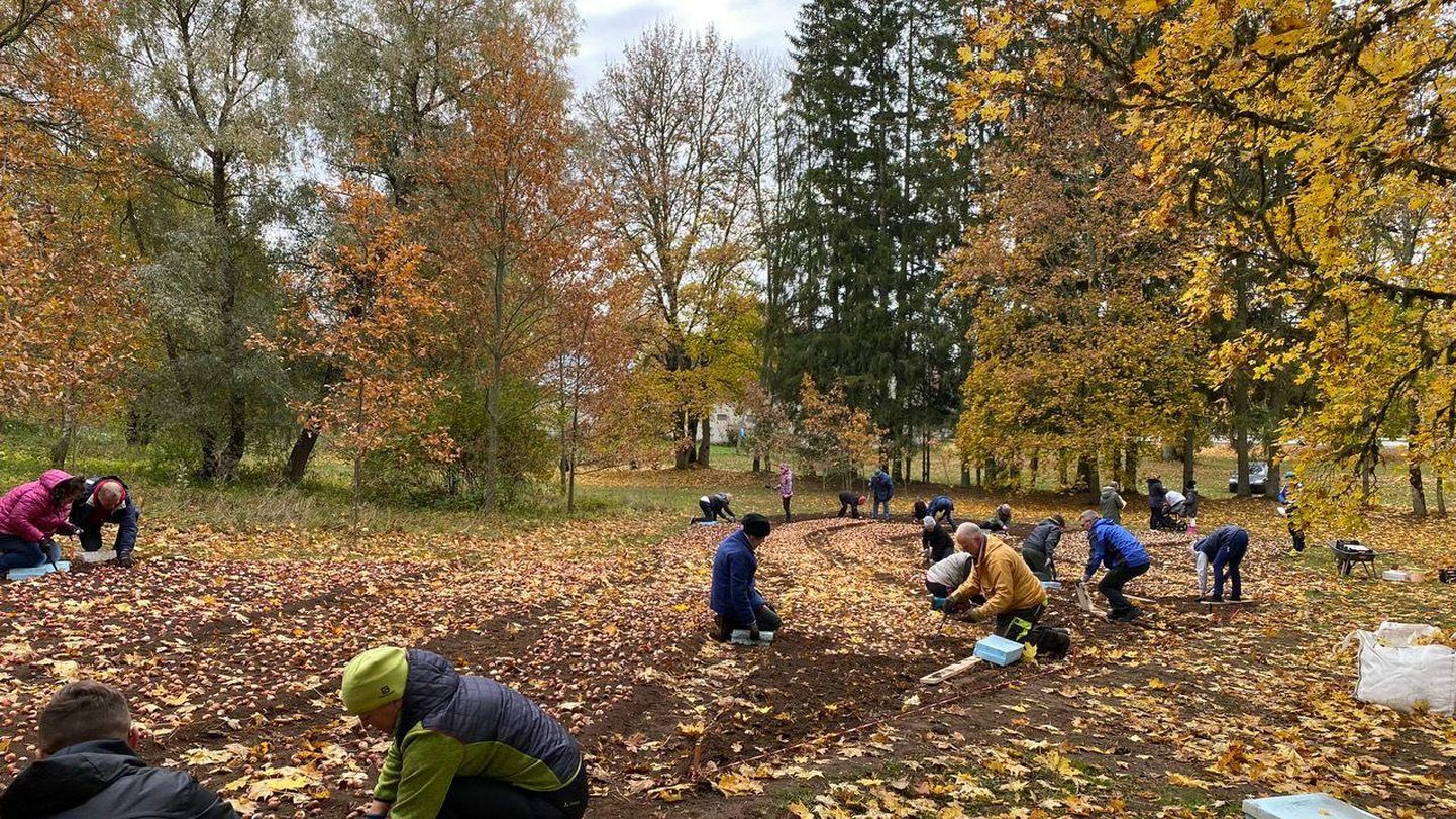 Laupäeval tuli Kirna mõisaparki appi tulbisibulaid istutama inimesi kõikjalt Eestist.