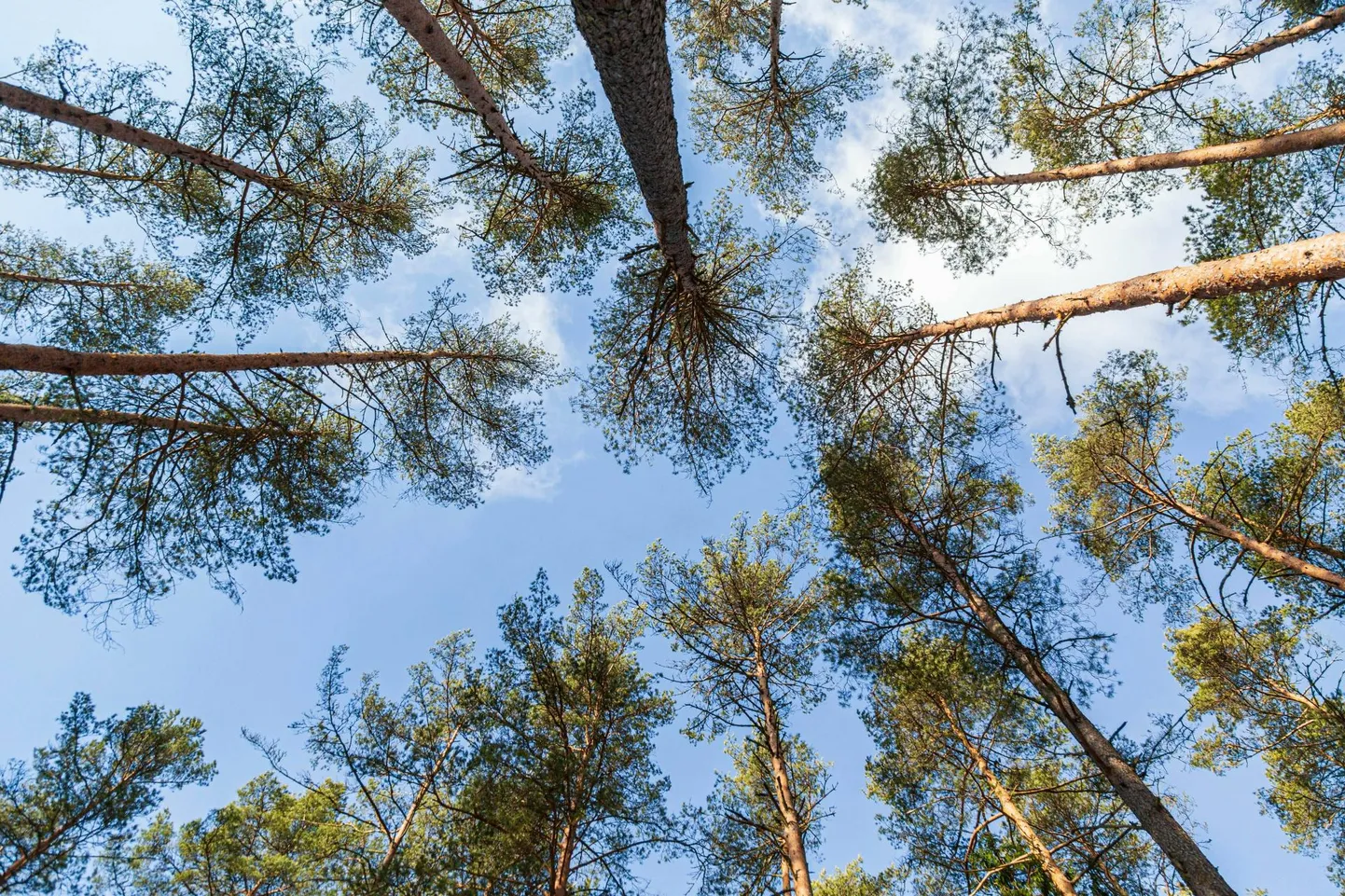 Kliimaminister esitas ettepaneku jätta Riigimetsa Majandamise Keskusele määratav järgmise aasta optimaalne uuendusraie pindala samaks 2024. aastaga.
