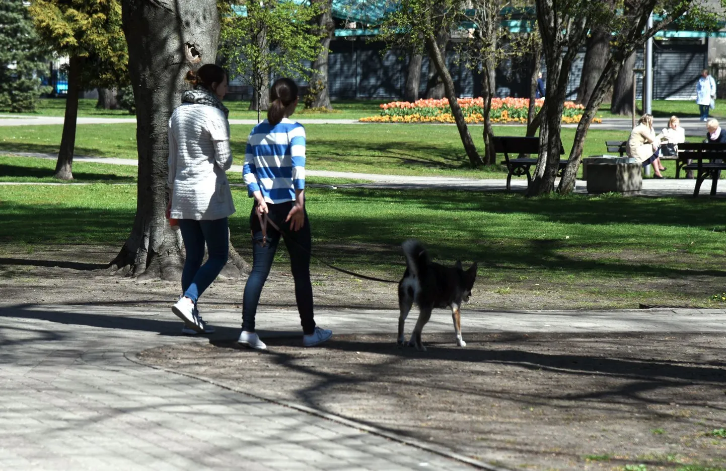 Raksta foto