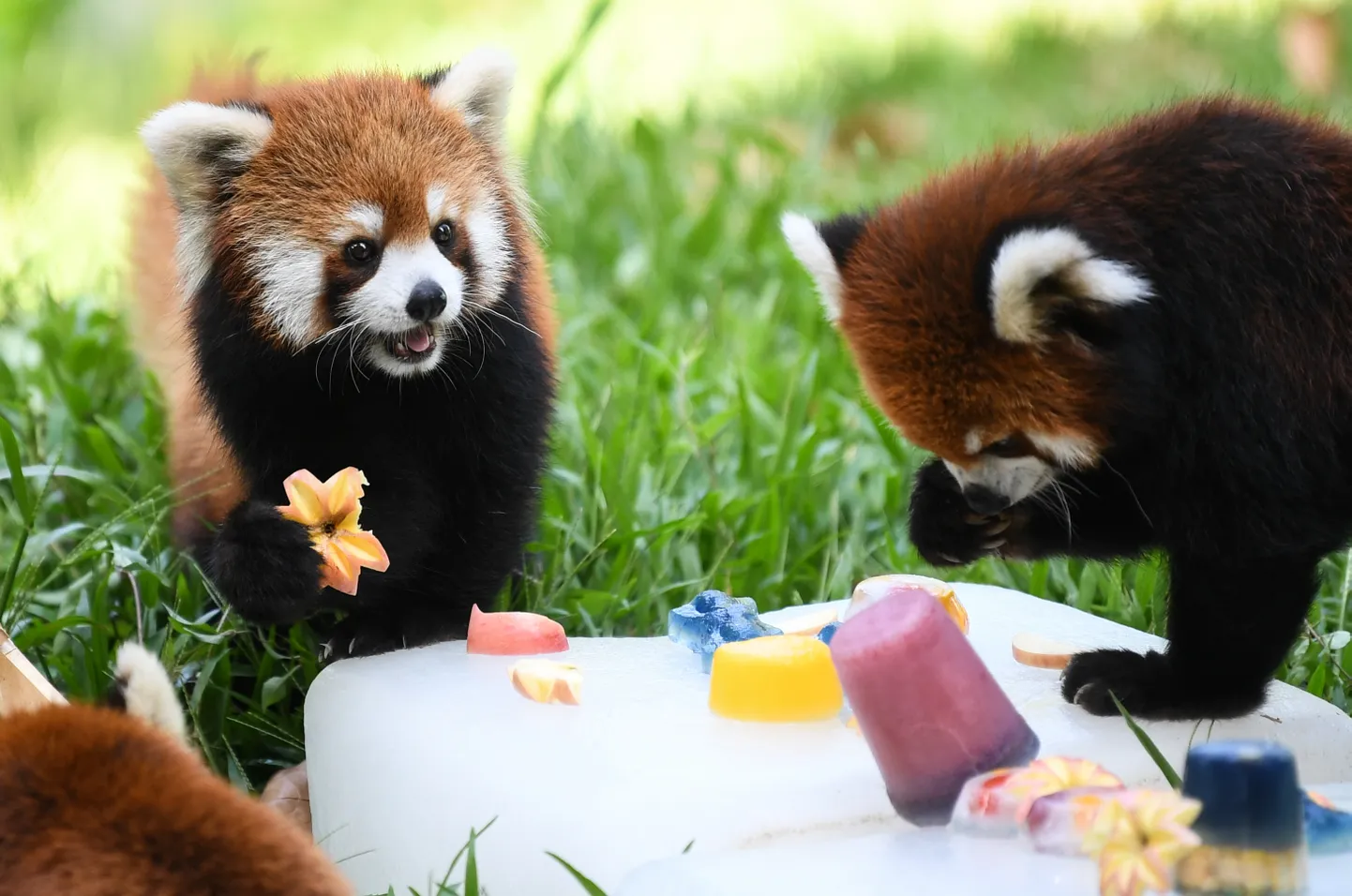 Guangzhou loomaaias oli punastel pandadel tore päev. Kuumale ilmale tõid jahedust mõnusad jäämaiused.