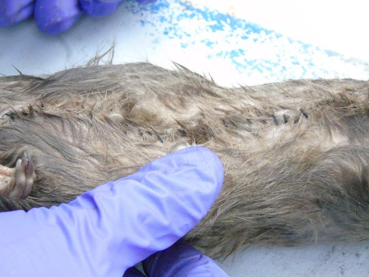 Surnud rott, kes leiti  Briti Dorseti Guys Marshi vangla hoovilt. Roti kõhul on näha õmblust