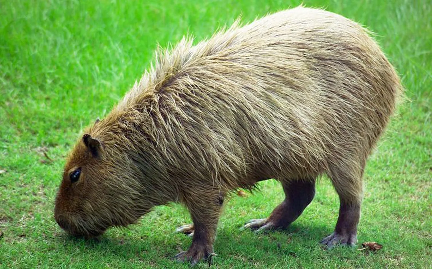 Kapibaara (Hydrochoerus hydrochaeris)