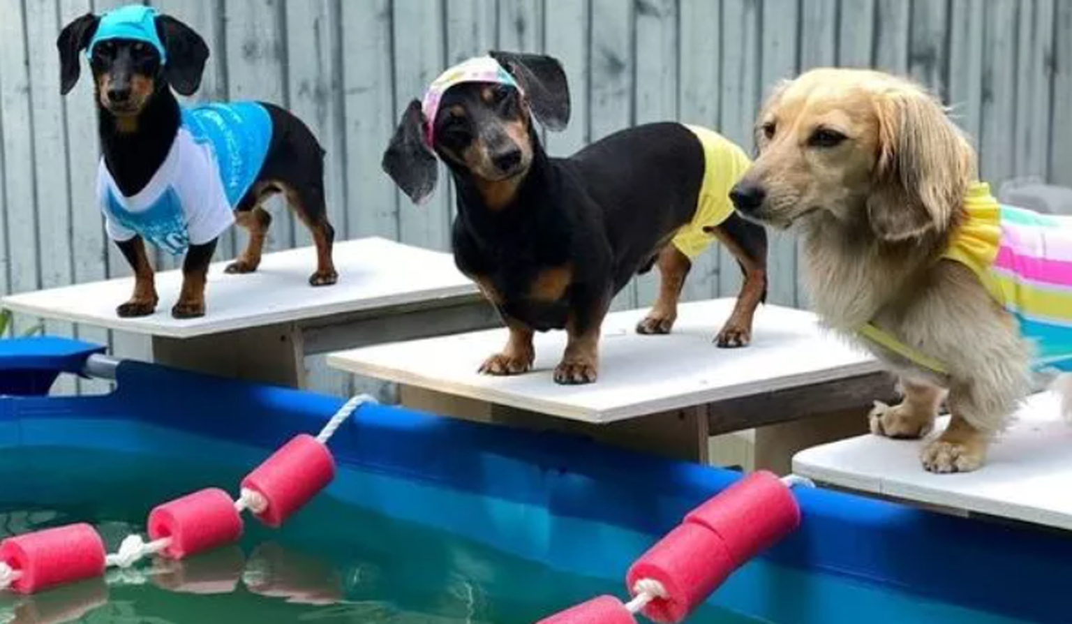 Crusoe, Daphne ja Oakley Dokily valmistuvad ujumiseks