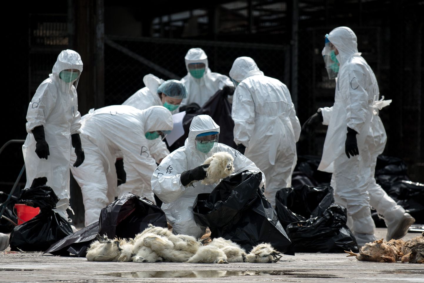 Maske ja kaitseriietust kandvad Hongkongi ametnikud topivad hukatud kanu mustadesse prügikottidesse.