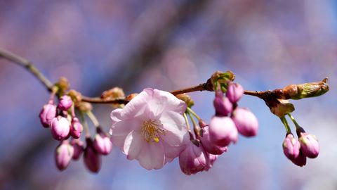Laika prognoze nākamajai nedēļai: Gan naktis, gan dienas kļūs siltākas