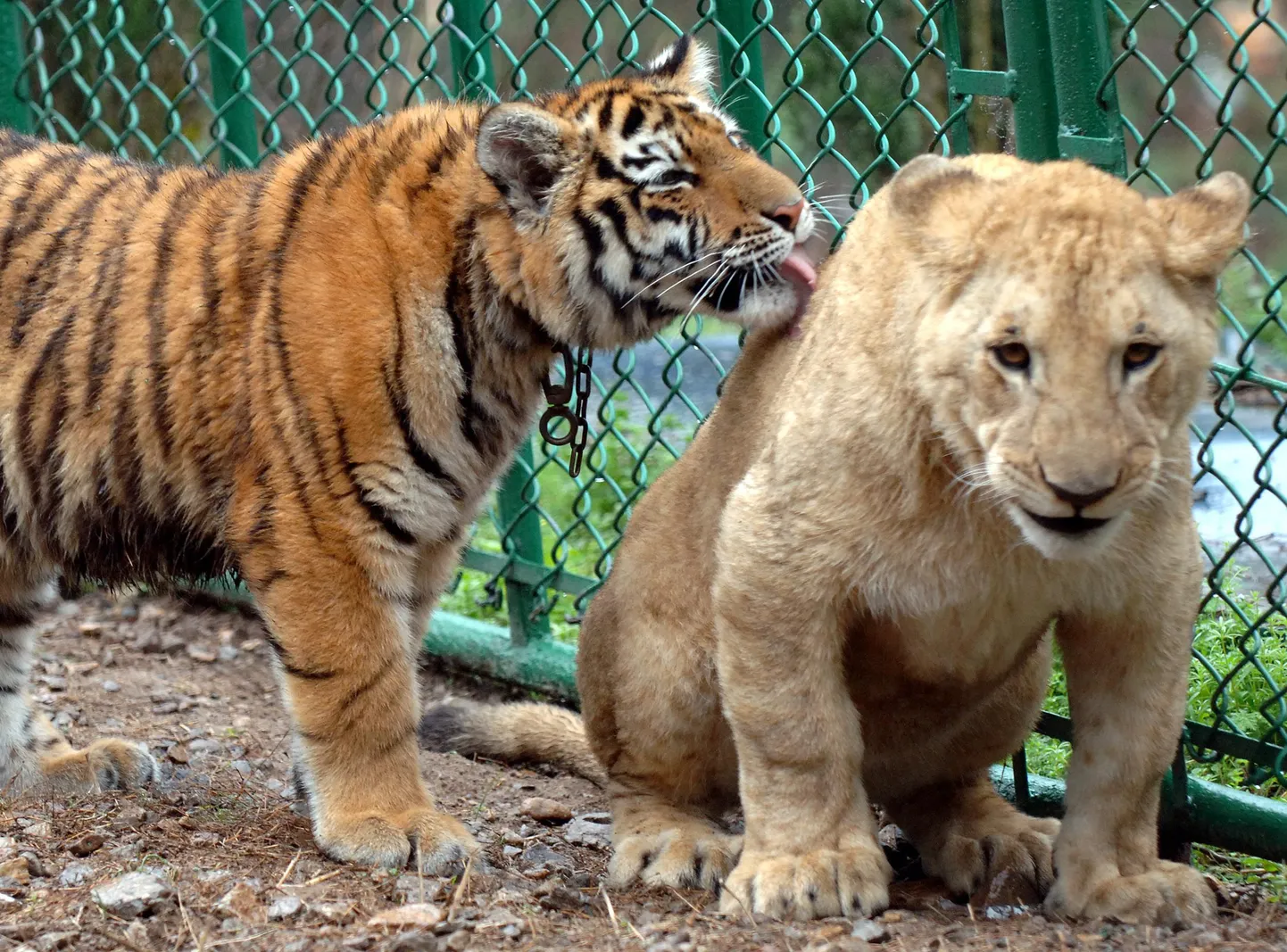 Isase lõvi ja emase tiigri järeltulija on liiger