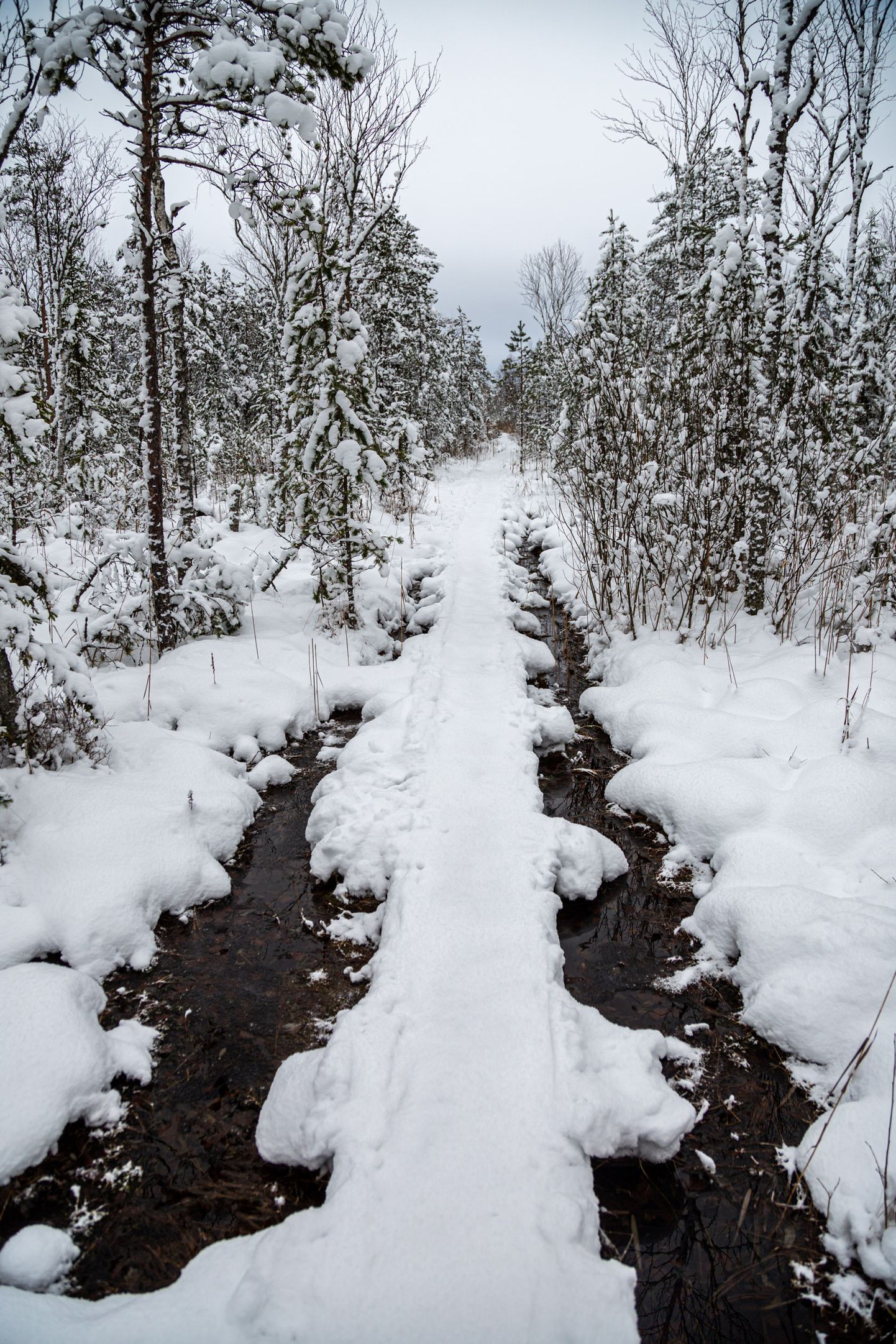 Talvevõlud Lõuna-Eesti looduses. Luhasoo matkarada Võrumaal