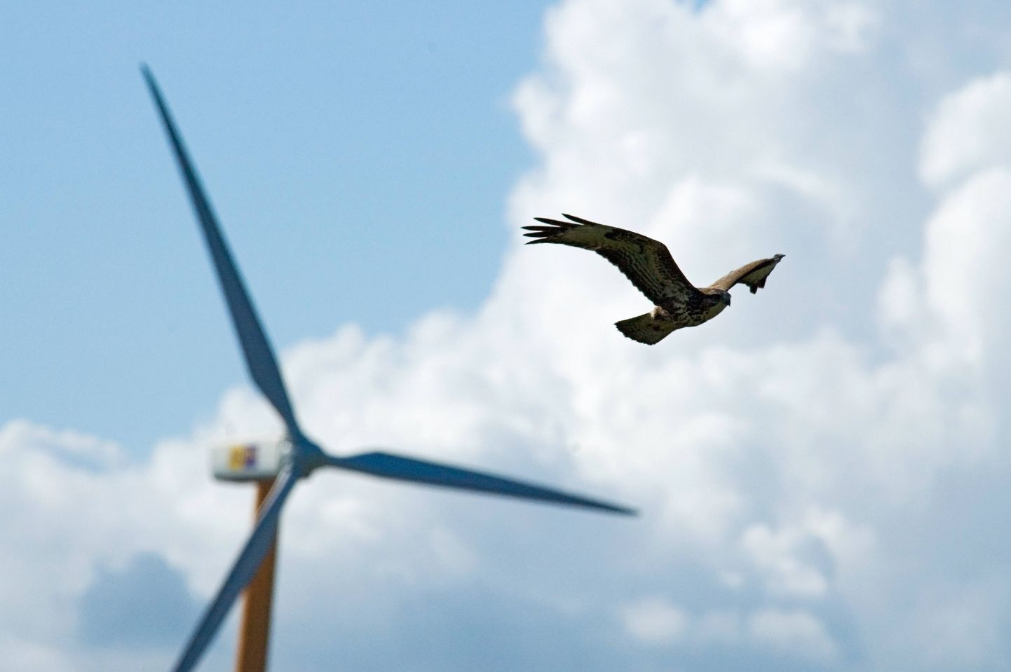 Lindude hukkumist tuuleparkides on üritatud vähendada, kuid väga tõhusat lahendust ei ole seni leitud.