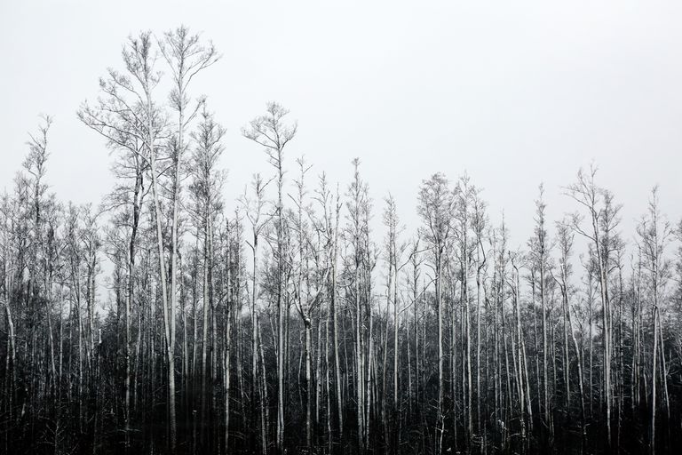 Зимний пейзаж в Латвии