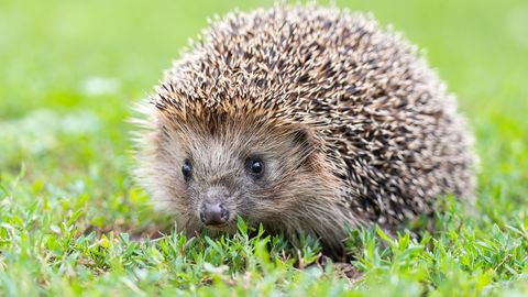 Saksamaa võitleb robotniidukitega siilide kaitse eesmärgil